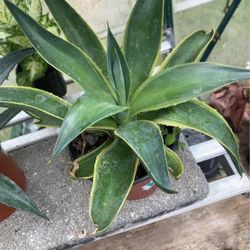 Vargirateed Agave Plant!! $25!!