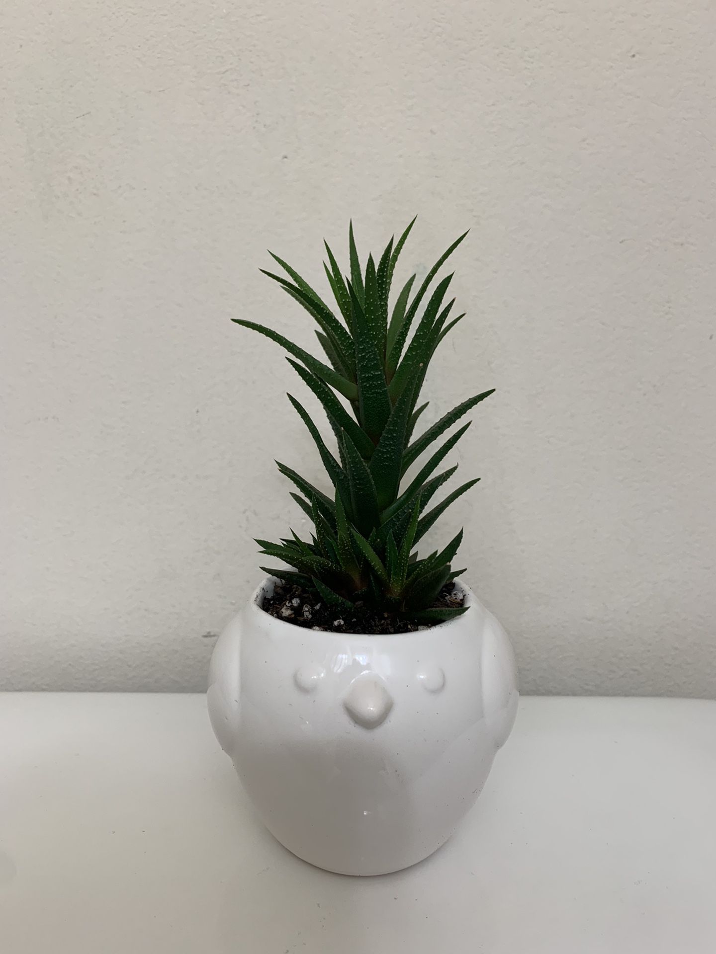 Live indoor Haworthia Plant in a Ceramic Pot with Drainage