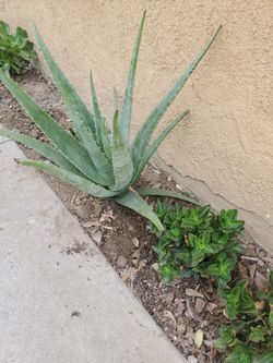 Free ALOE VERA (Savila) We Have To Dig 