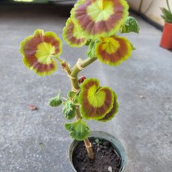 Geranium 