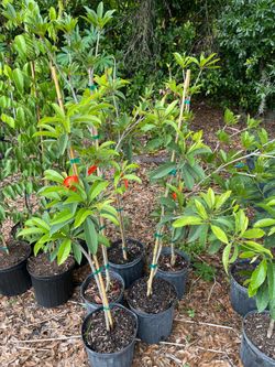 Sapodilla trees grafted