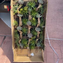 Succulent Sall Decor