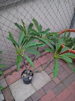 plumeria