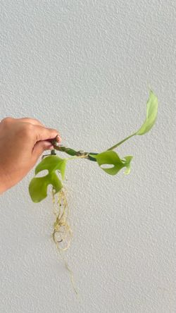 Mini monstera rooted cuttings