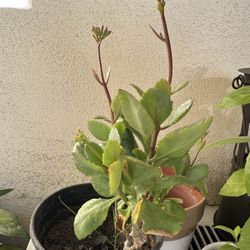 Kalancho Plant Ready To Flower 3.00