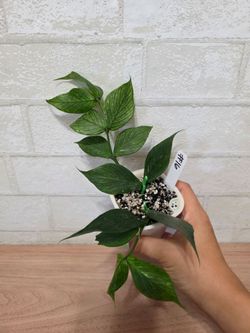 Hoya Polyneura