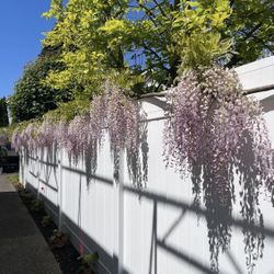 Gorgeous Wisteria Starts-Rare Variety 