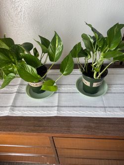Pothos ivy