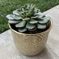 Beautiful Succulent
