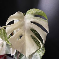 Monstera Albo Borsigiana Variegata