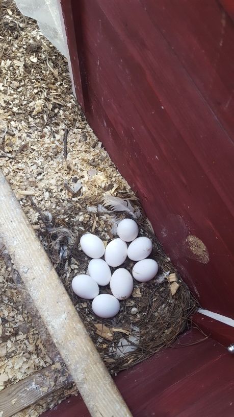 Easter is coming! Time for Fresh Chicken Eggs