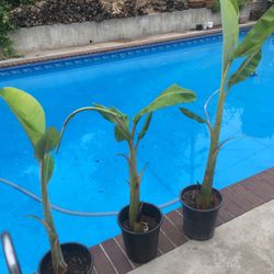 three banana trees good fruit and fun to grow