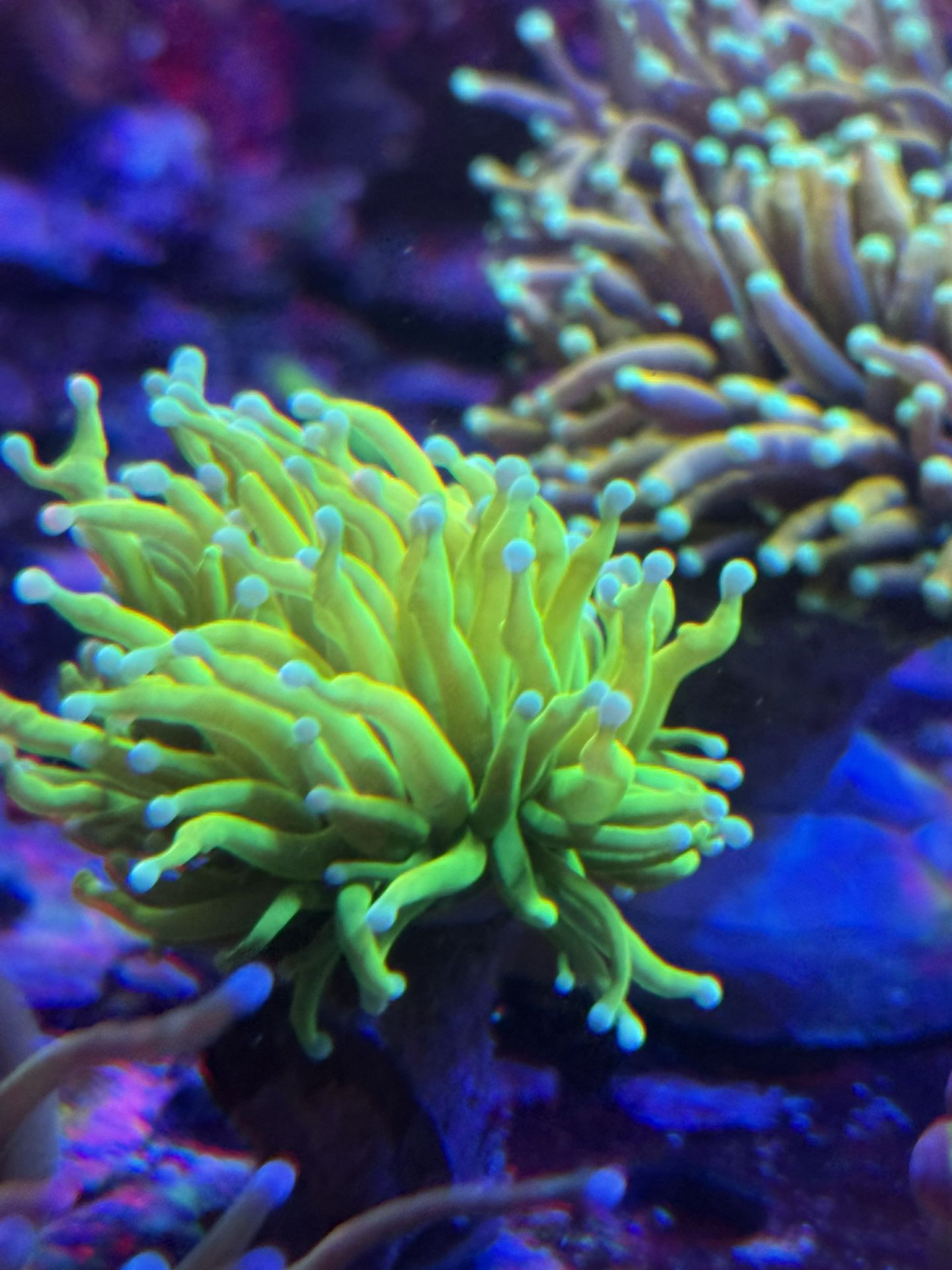 Coral Ornaments Fake