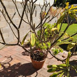 Plumeria Plants