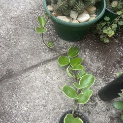 Krimson Queen Hoya Plants 🪴 