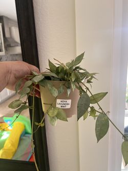 Hoya Lucunosa Mint “6 Inch Pot.