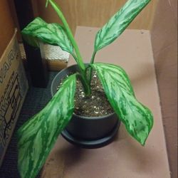 Aglaonema house plant