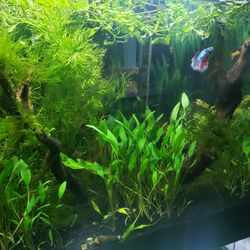 Freshwater Aquarium Plants & Inverts For Fish Tanks And Ponds 