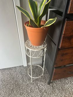 Plant stand and snake plant