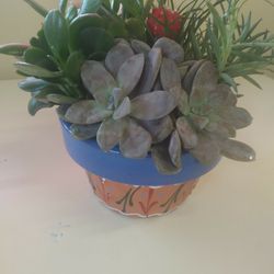 Beautiful Succulents Pot