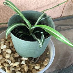Spider  Plants 🌱 🪴 