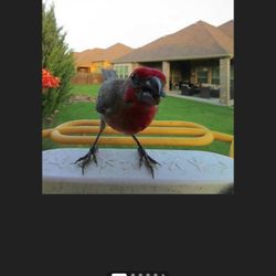 Bird Buddy Smart Bird Feeder with Camera and Solar Roof: Weather-Resistant, Hanging or Pole Mount