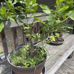 Kefir Lime Tree With Thyme, Feverfew and Green Onion