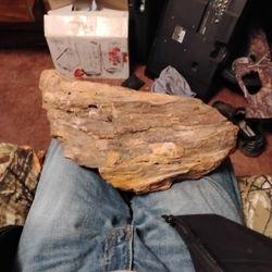 petrified Wood 