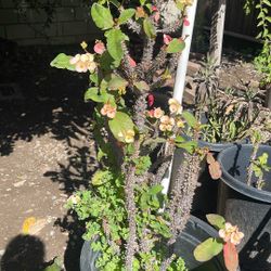 Corona De Cristo  La Plata Esta Grande