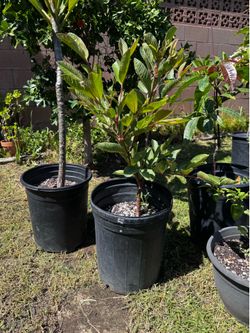 Pink Mexican guava tree