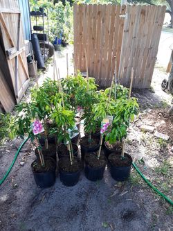 Dwarf lychee tree. Emporor lychee