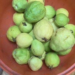 Guava Fresh 4$ Pound 