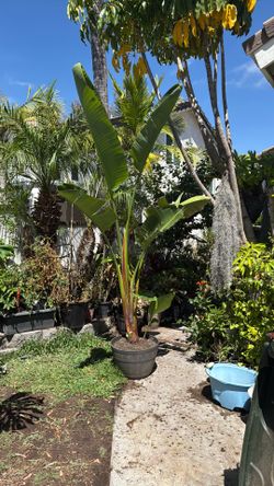 Giant bird of paradise