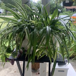Spider Plant Potted