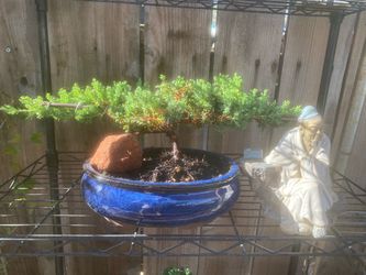 Bonsai plant for sale $55 each Bonsai plant for sale $55 each