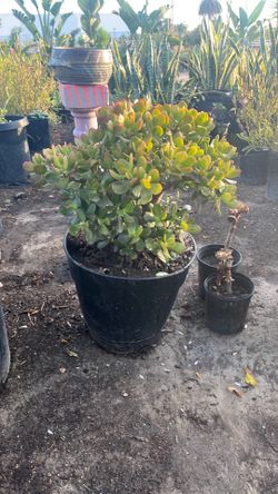 Jade plant Crassula ovata