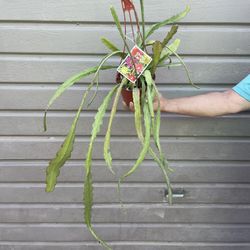 6” epiphyllum orchid cactus with bud includes the colors from the tag 