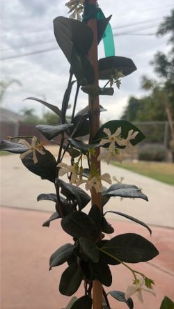 Star jasmine in pot with guide stick