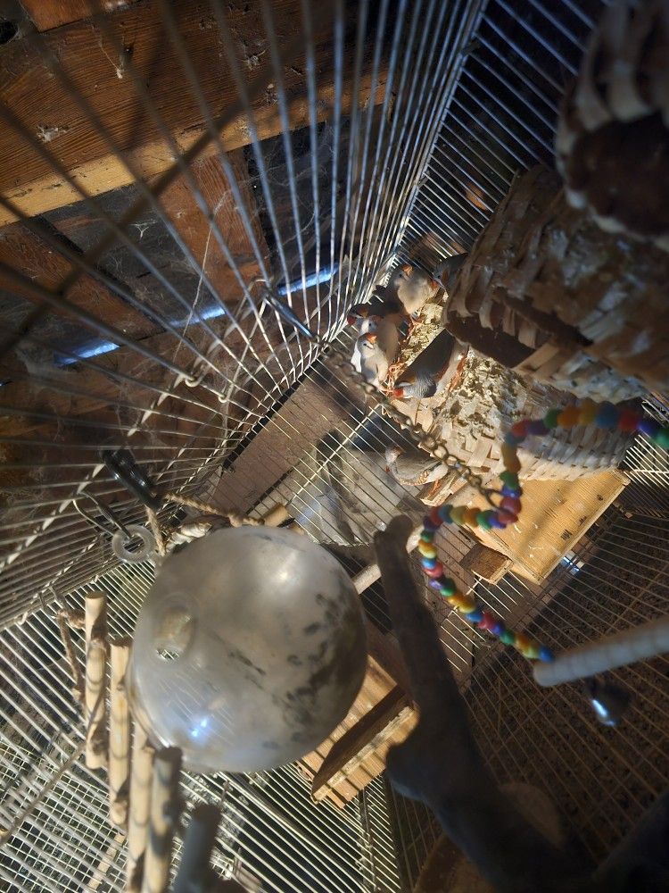 Bird Cage