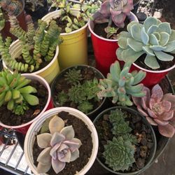 $5 Succulents 