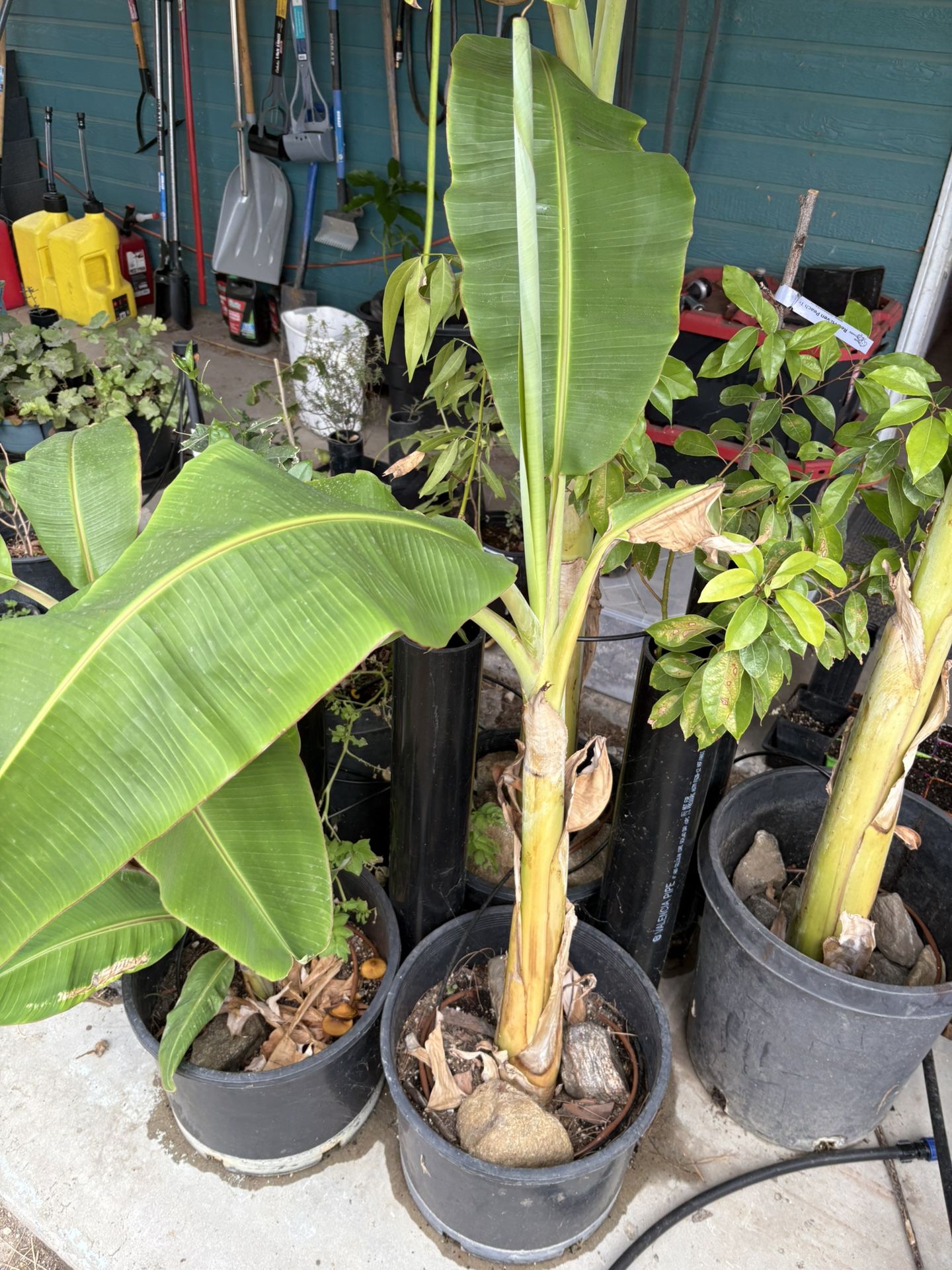 Blue Java Banana Plant