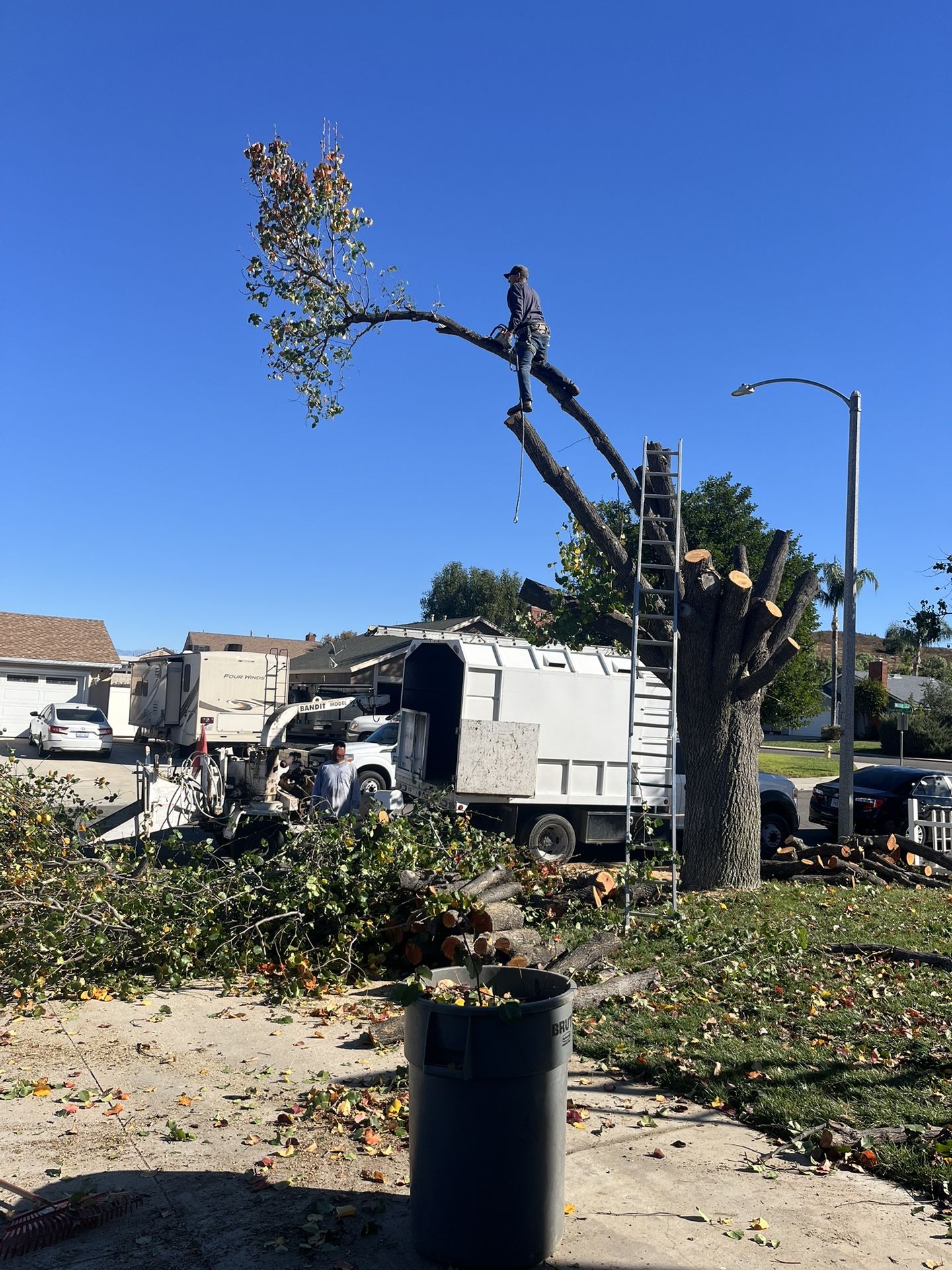 I🌳Tree Trimming🌳