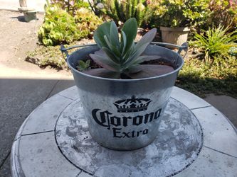 Plant For Sale