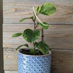 Rubber Plant In the pot