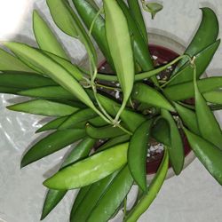 $5 Wayettii