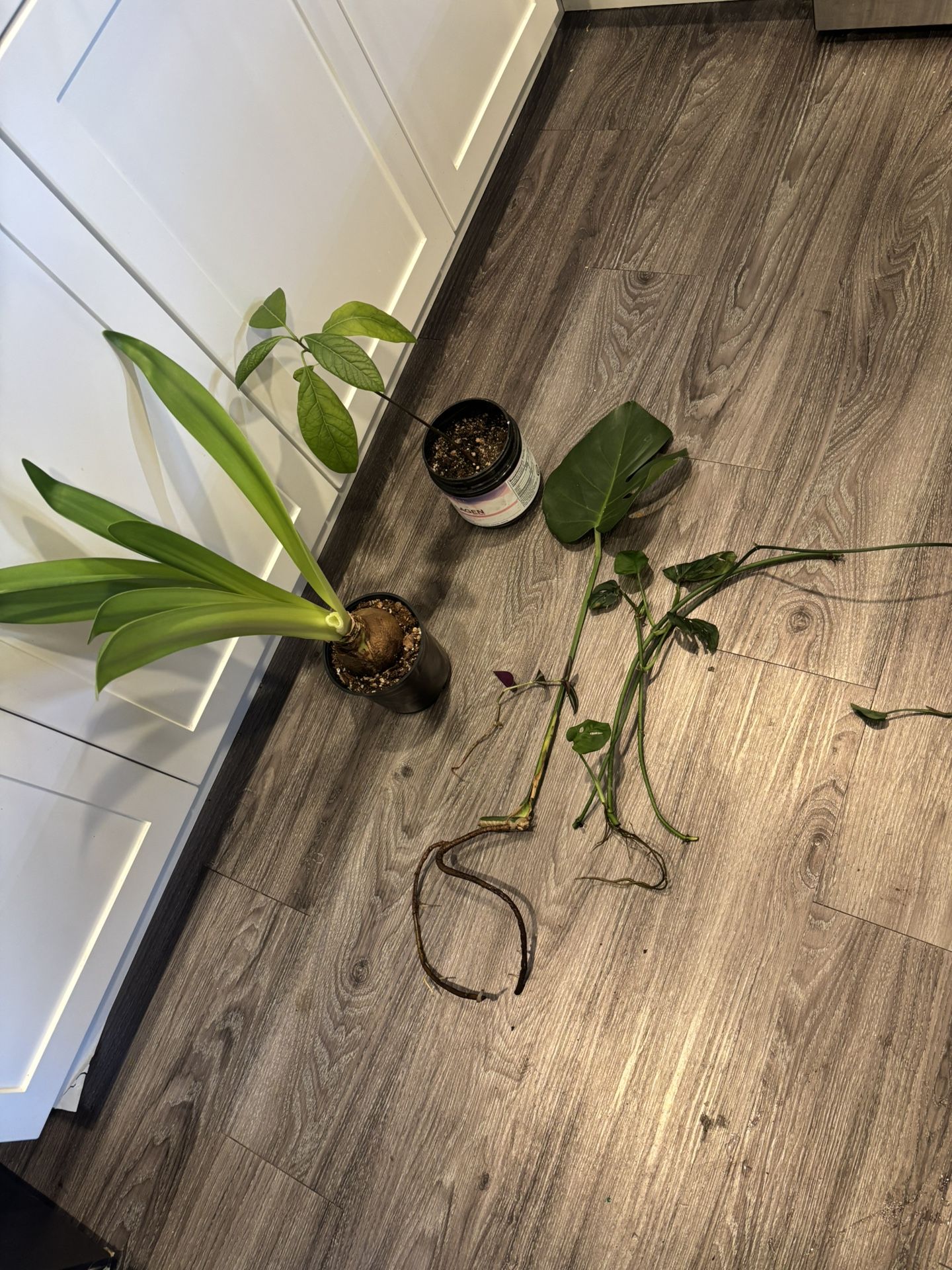 Bundle Of Plants $25