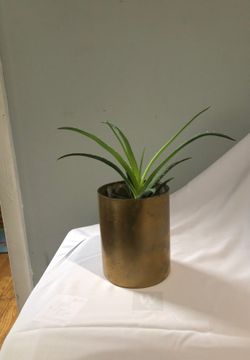 Small decorative house plant