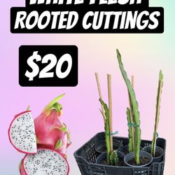 Dragon Fruit Rooted Cuttings Plants Cactus Pitaya Citrus
