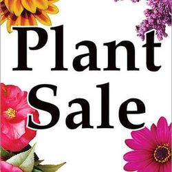 Plants With Planters