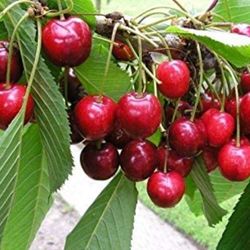 Sweet Southern Cherry Fully Grown Plant In 2 Gallon Pot